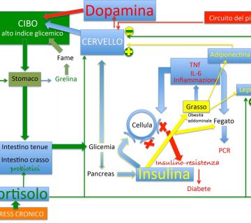Dott antonio corsano ormoni regolazione metabolica