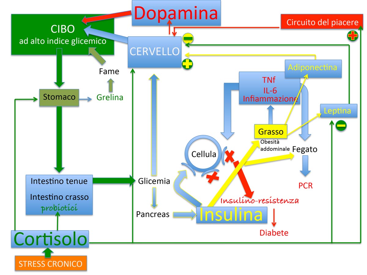 dott-antonio-corsano-ormoni-regolazione-metabolica