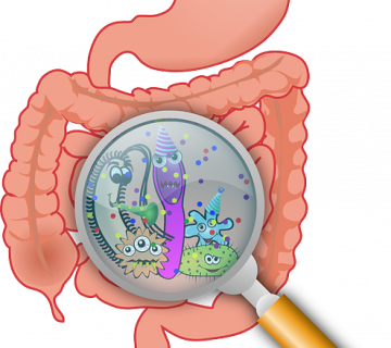 Anatomy ge591adbdd 640 360x320
