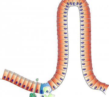 Mucosa intestinale 360x320
